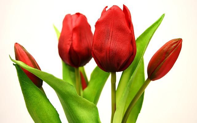 tulipán